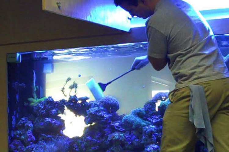 Aquarium Cleaning Services Just One Call 9044484111